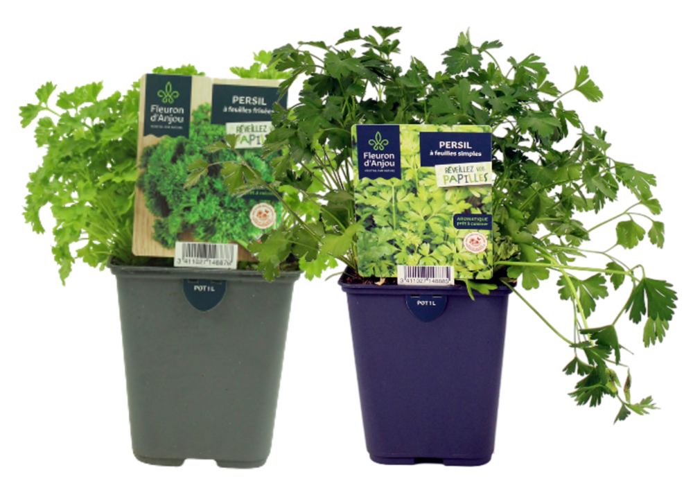 PERSIL Pot 1 L