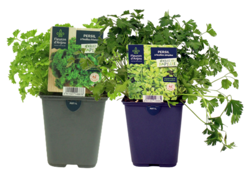 PERSIL Pot 1 L