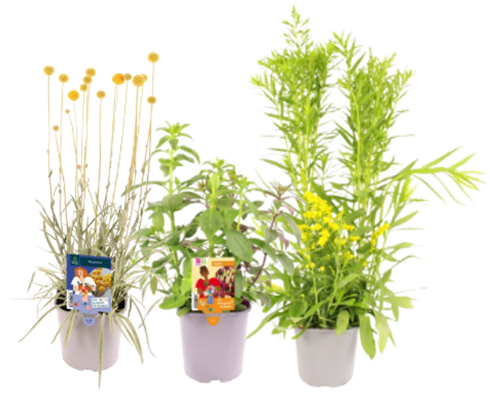 PLANTES A BOUQUETS 2 L