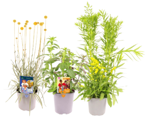 PLANTES A BOUQUETS 2 L