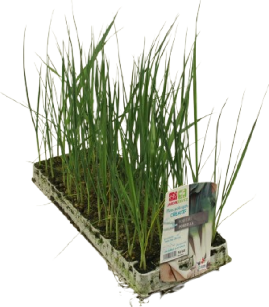 POIREAU PLAQUE DE 50