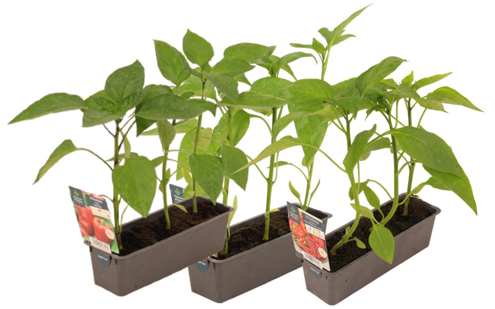 POIVRON BARQUETTE 3 PLANTS