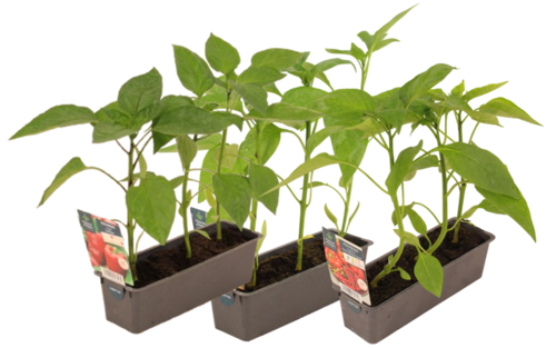 POIVRON BARQUETTE 3 PLANTS