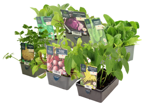 POTAGER BARQUETTE 6 PLANTS