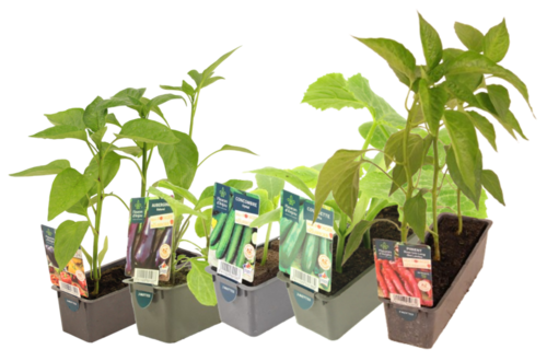 POTAGER DIVERS BARQUETTE 3 PLANTS