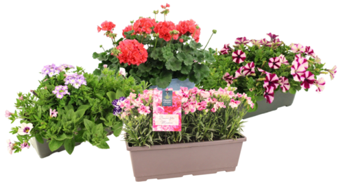 POTEES FLEURIES JARDINIERE 40 CM
