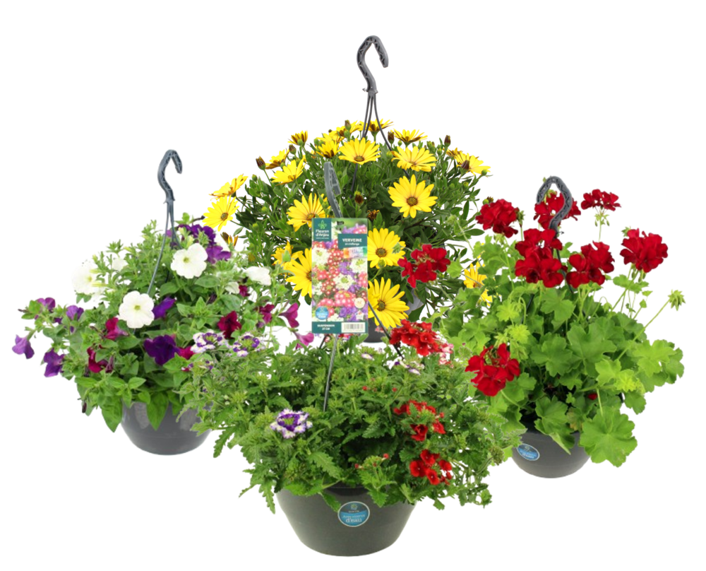 POTEES FLEURIES SUSPENSION RESERVE D'EAU