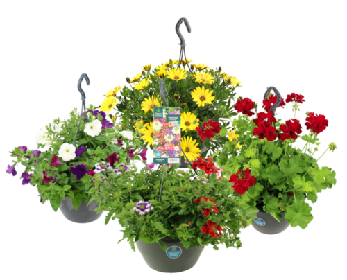 POTEES FLEURIES SUSPENSION RESERVE D'EAU