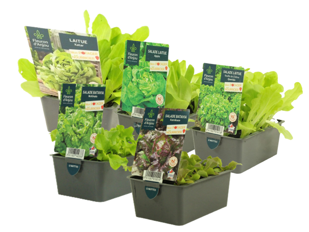 SALADE BARQUETTE 12 PLANTS