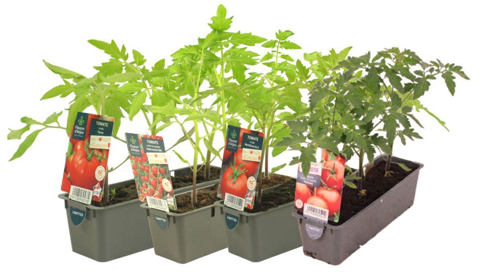 TOMATE BARQUETTE 3 PLANTS