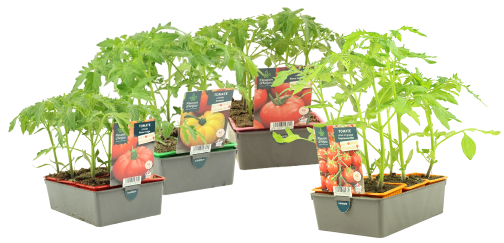 TOMATE BARQUETTE 6 PLANTS