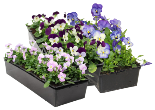 VIOLA Barq. 10 godets 7 cm