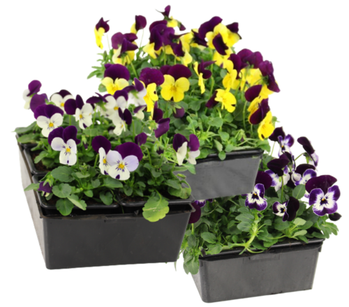 VIOLA Barq. 6 godets 7 cm