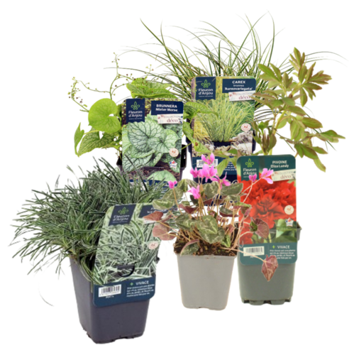 VIVACES COLLECTION Pot 1 L