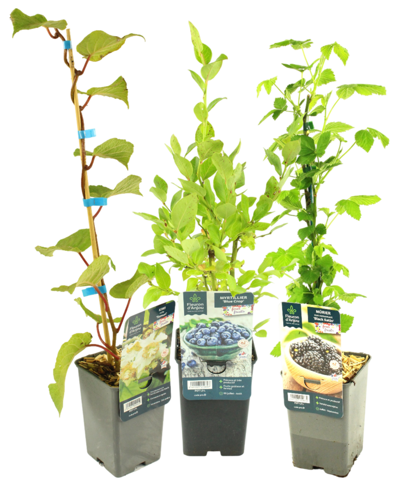 KIWI / MURIER/ MYRTILLIER Pot 1,3 L