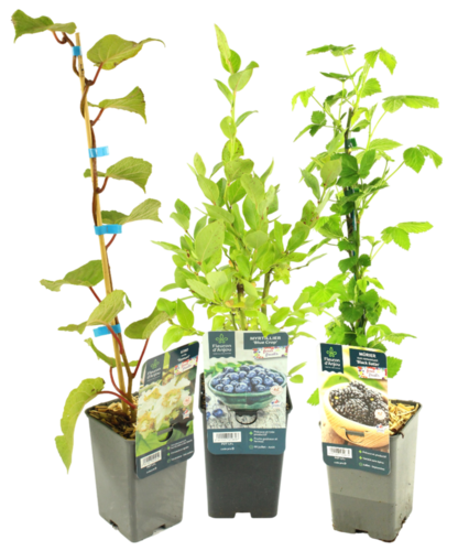 KIWI / MURIER/ MYRTILLIER Pot 1,3 L