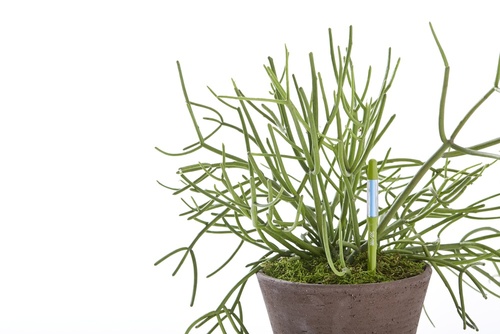 SUStee Soil Moisture Sensor – Large Single Pack