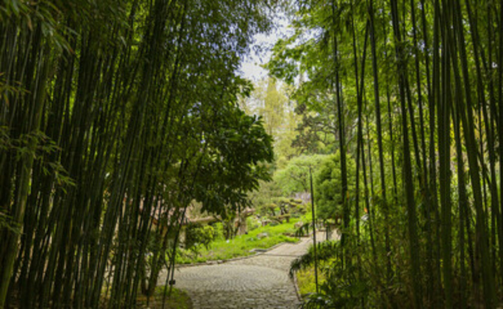 BIDIM®  Bamboo Stop Pro