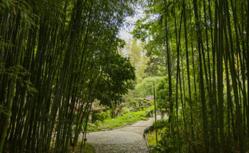 BIDIM®  Bamboo Stop Pro