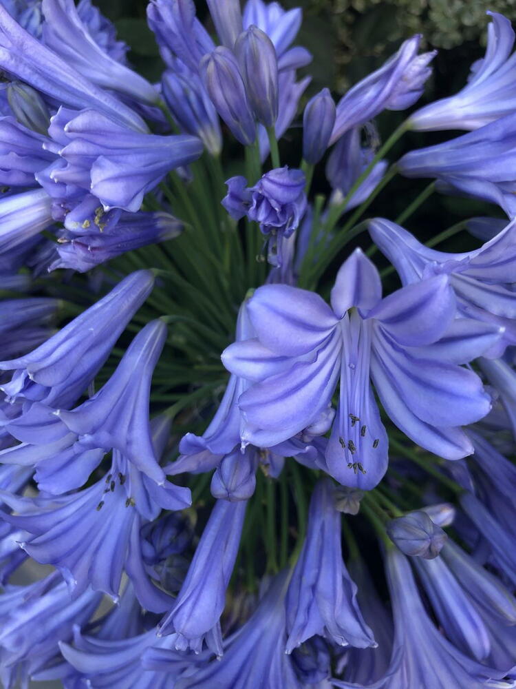 AGAPANTHUS