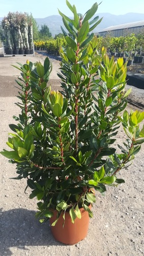 ARBUTUS