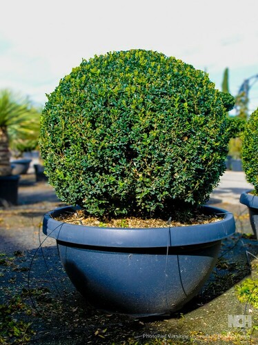 BUXUS
