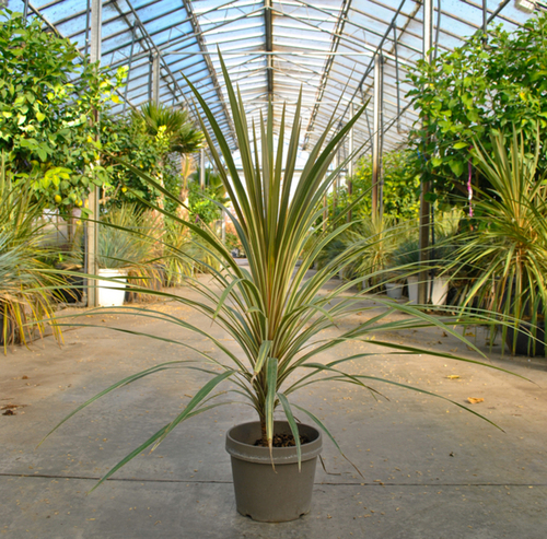 CORDYLINE
