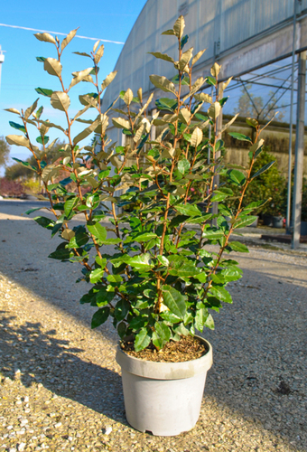 ELAEAGNUS EBBINGEI 