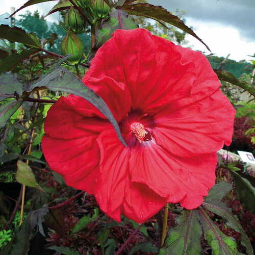 HIBISCUS MOSCHEUTOS