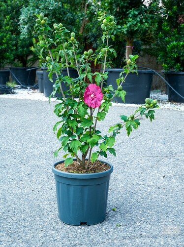HIBISCUS SYRIACUS