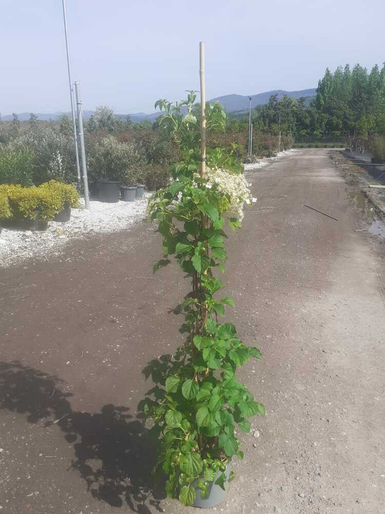 HYDRANGEA PETIOLARIS