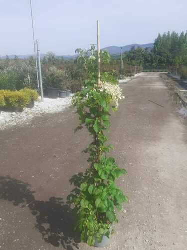 HYDRANGEA PETIOLARIS