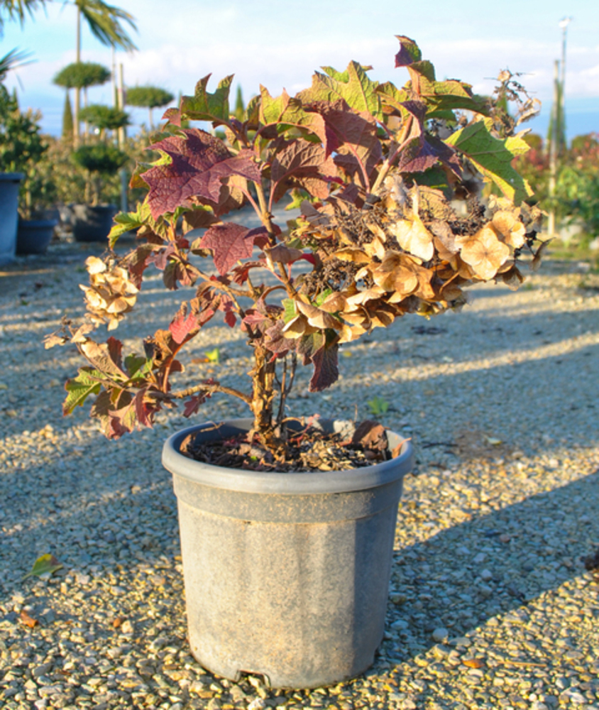 HYDRANGEA QUERCIFOLIA