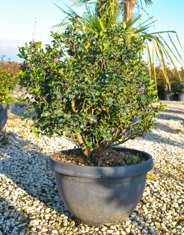 ILEX MESERVAE 