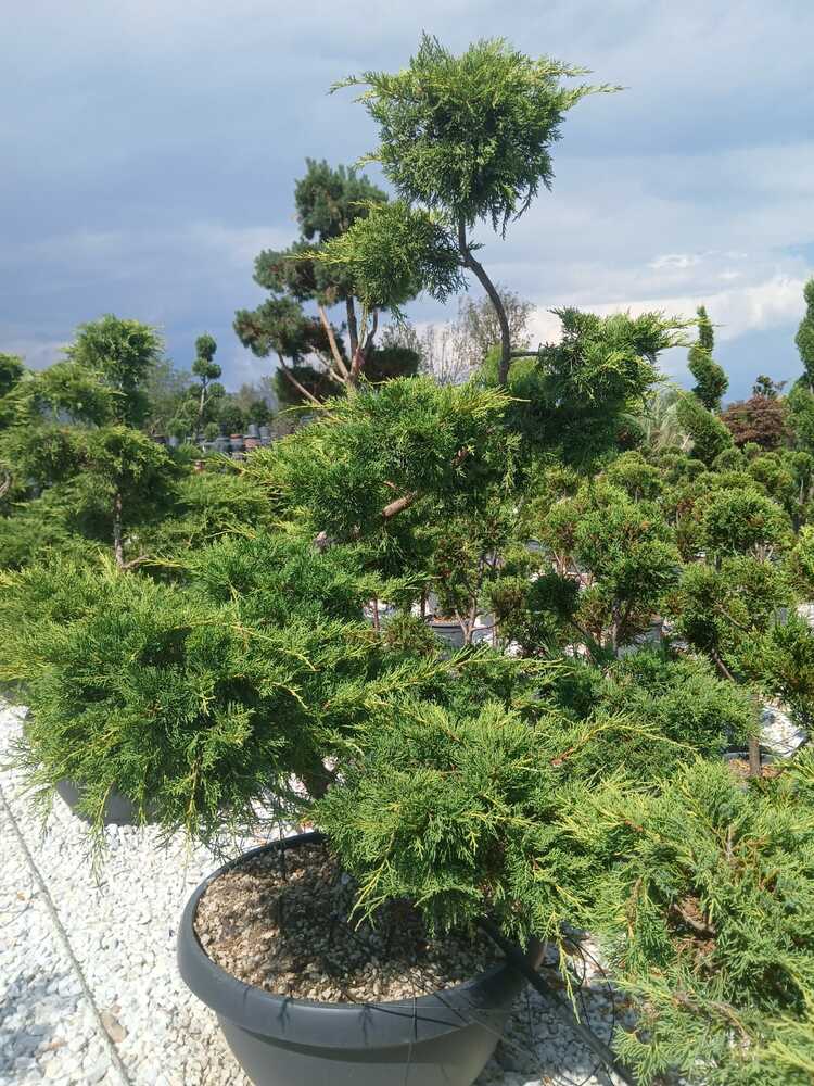JUNIPERUS