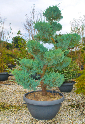 JUNIPERUS VIRGINIANA 
