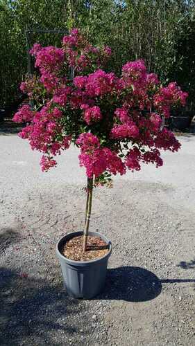 LAGERSTROEMIA