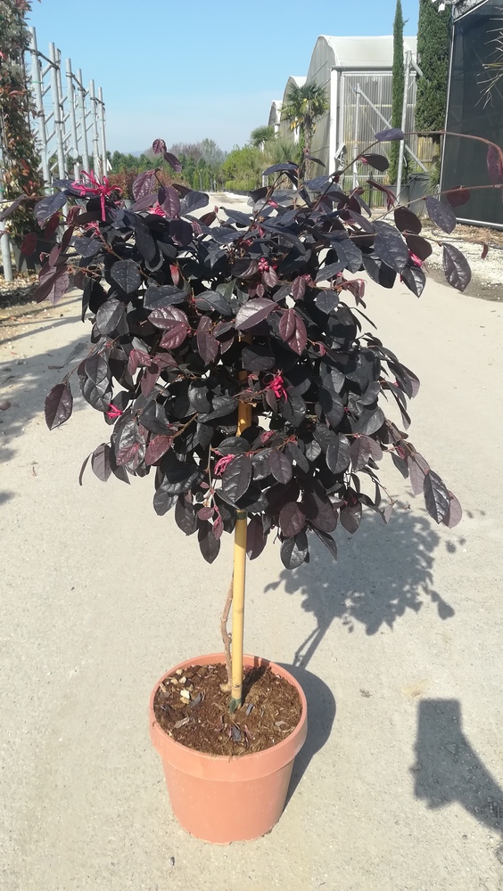 LOROPETALUM