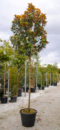 MAGNOLIA GRANDIFLORA