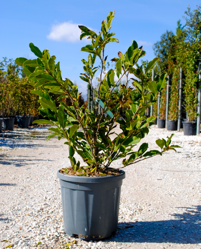 MAGNOLIA SOULANGEANA