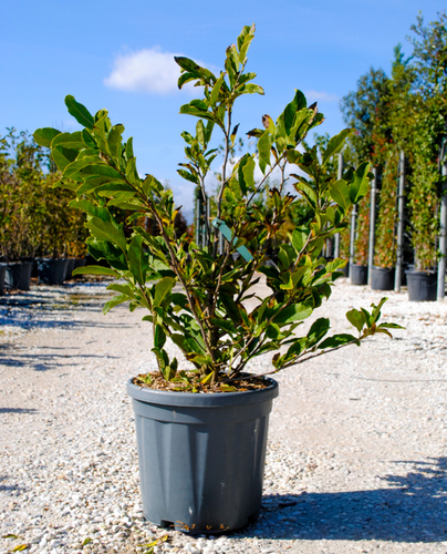 MAGNOLIA SOULANGEANA