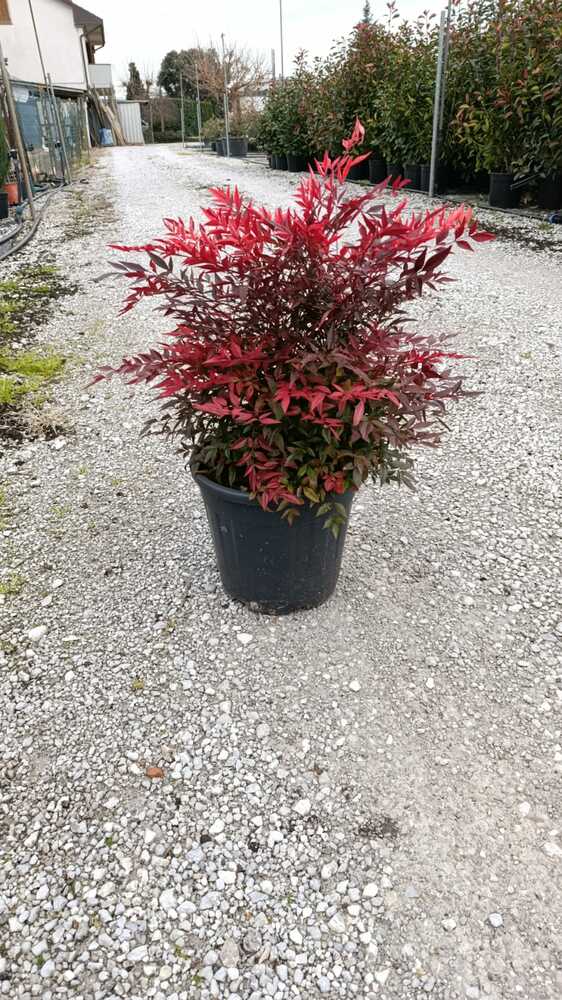 NANDINA 