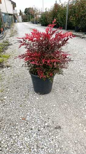 NANDINA 