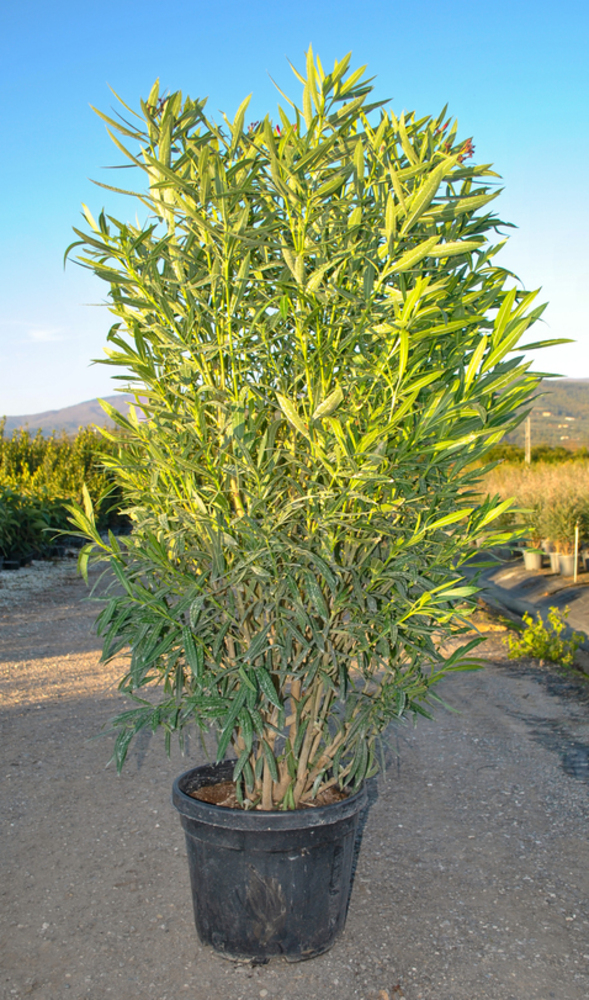 NERIUM OLEANDER