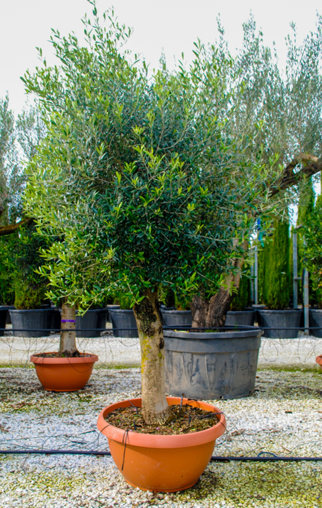 OLEA EUROPAEA 
