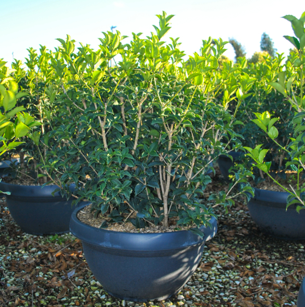OSMANTHUS