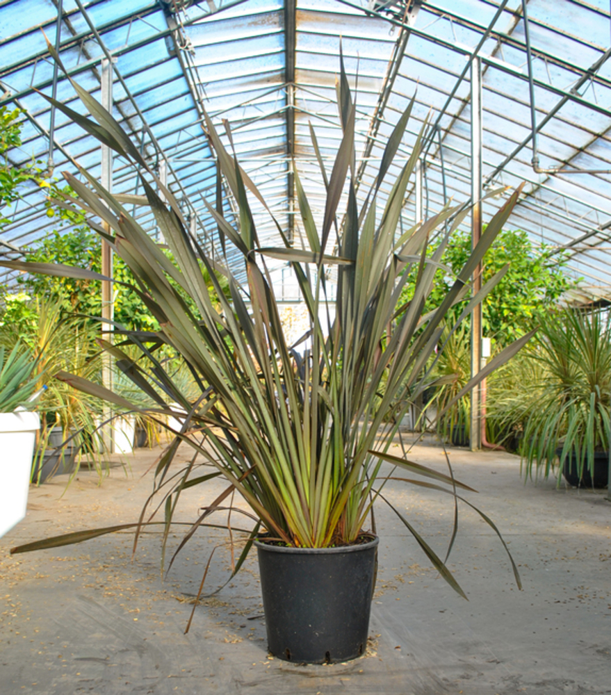 PHORMIUM 