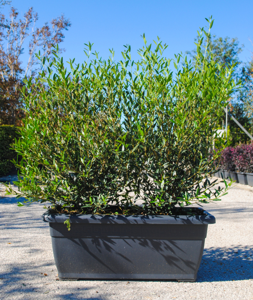 PHILLYREA ANGUSTIFOLIA