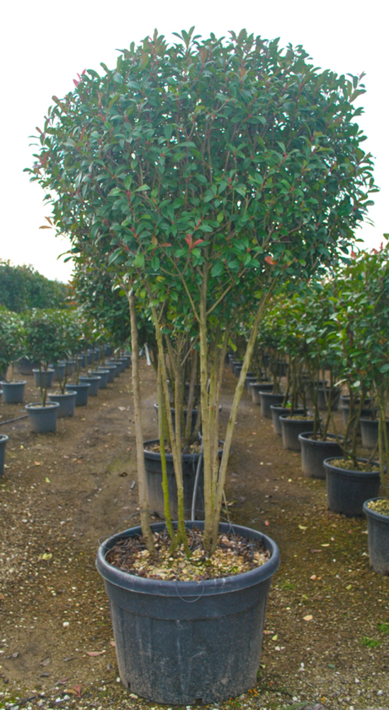PHOTINIA