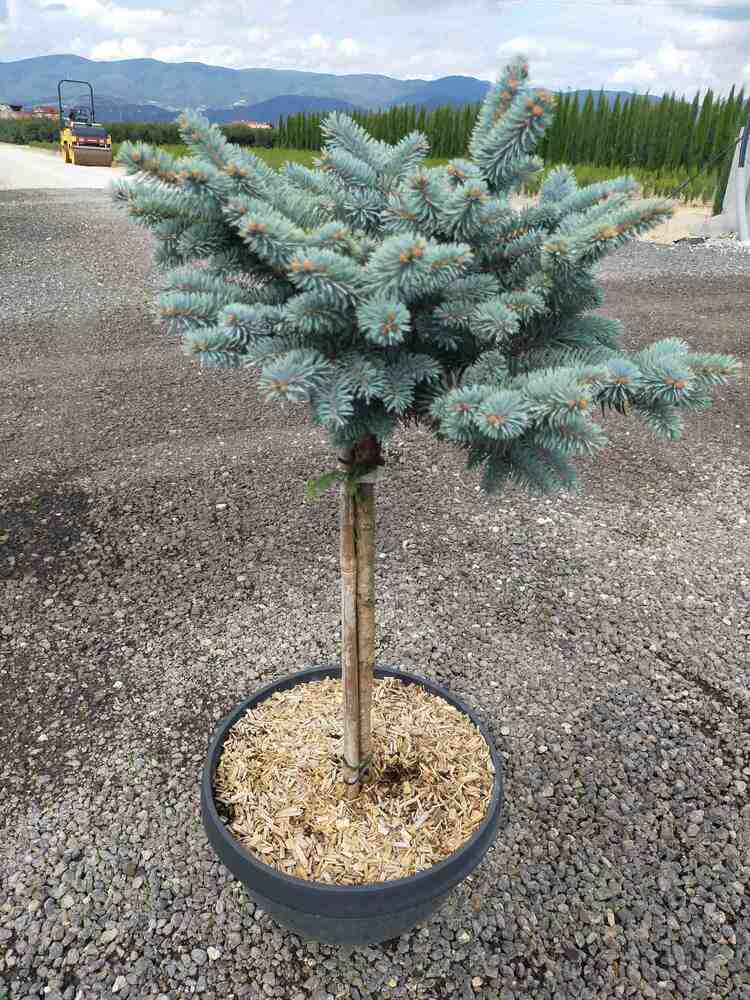 PICEA